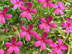 Phlox douglasii 'Ochsenblut'